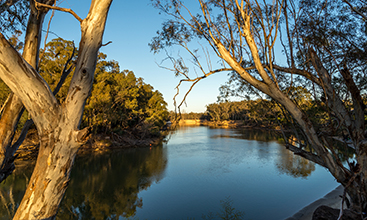 Murray river early in the morning with river gum trees on both banks, NSW.