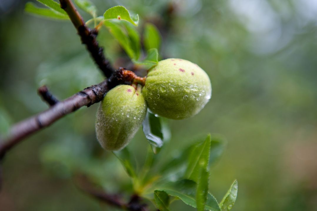 Image of almonds in their husks.