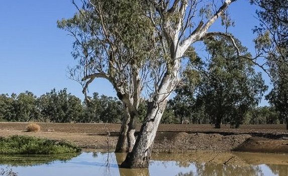 Tree growing from water in NSW