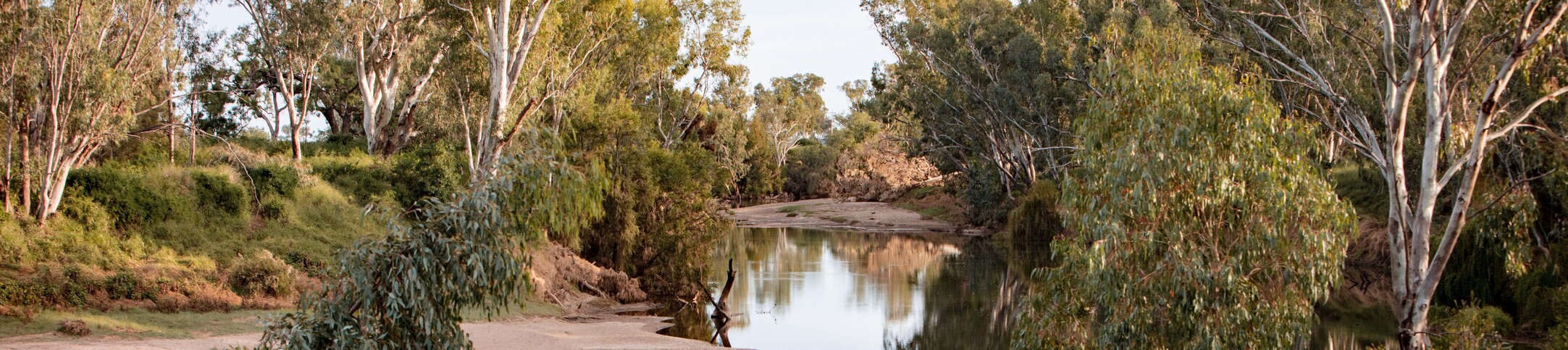 Gum trees along river bank