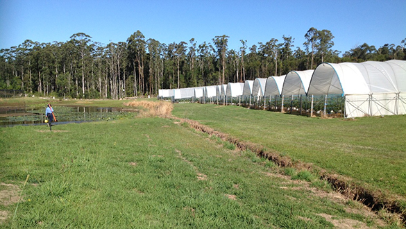 A blueberry farm in Coffs Harbour