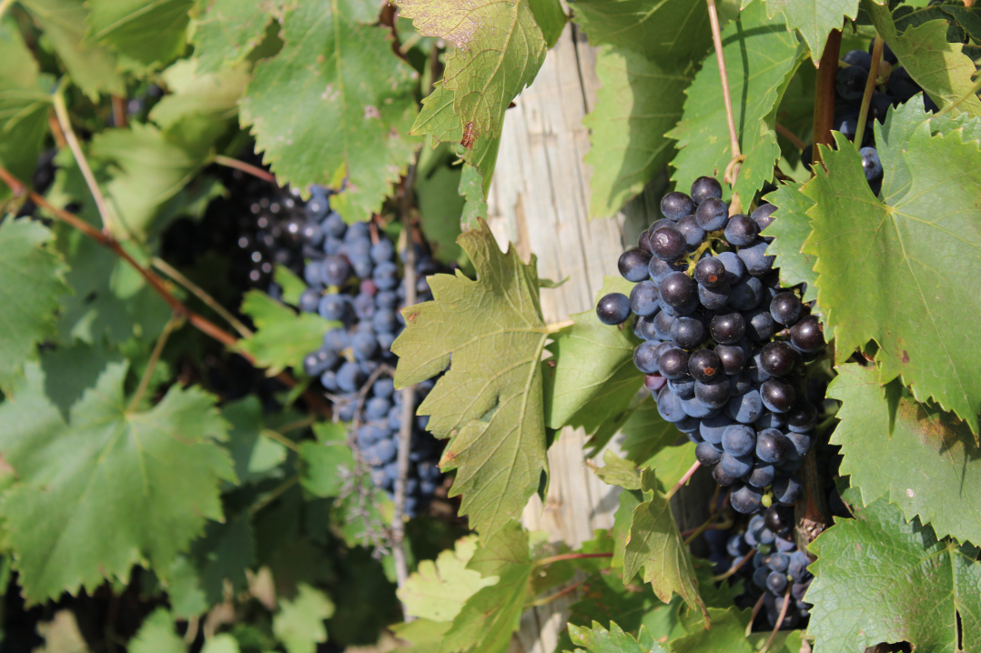 Vineyard grapes on the vine